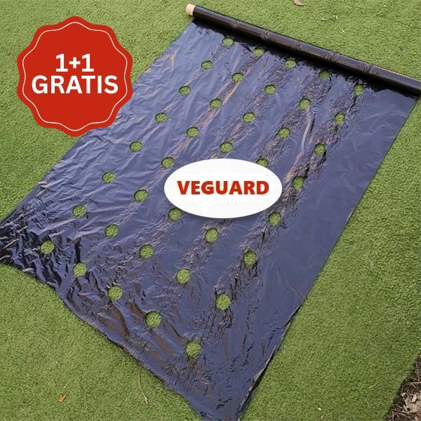 VAGUARD